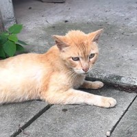 ガリガリにやせ細っていた野良猫→保護された現在は…劇的ビフォーアフターと『まさかの姿』に涙する人続出「もらい泣きした」「感動です」