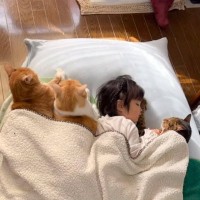 お布団で昼寝する3匹の猫たちと女の子が添い寝した結果…とんでもなく『羨ましい光景』が423万再生「私も挟まれたい」「大好きなんだね」