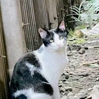 ３年前、『人懐っこい野良猫』と出会った結果…運命的な出会いに涙があふれでると12万再生「あたたかすぎて泣いた」「素敵なお話」