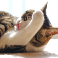 よく耳にする『猫にまつわる都市伝説』4選　なかにはちゃんと根拠があるものも？