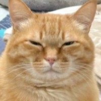 『心が痛いのよ』エアコンを消すたびに猫が……飼い主に見せた表情が可愛すぎると146万表示の反響「目は口ほどに物を言う」「笑ったｗ」