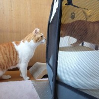保護した子猫との初対面→先住猫の反応が……まさかのやり取りに思わず笑ってしまうと72万再生「想像と違ったかなｗ」「気長にたのむｗ」