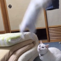 色々したい子猫→頭の整理がおいつかなくなった結果…まさかの『珍妙すぎる動き』が228万再生「見えない敵と戦ってるｗ」「二本足で！」