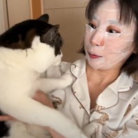 パック中のママが猫を抱っこしてみたら…『まさかの反応』が可愛すぎると爆笑の声続出「すごいｗ」「思わず笑ってしまった」と7万再生