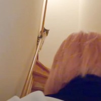 娘が突然髪色を変えて帰ってきた結果→猫の反応は……『まさかの光景』に笑顔になる人続出「めっちゃ可愛いｗ」「本当に癒される」の声