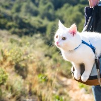 難病の女性と障がいのある猫が、チャリティのため「1ヵ月に及ぶ長距離ウォーク」にチャレンジ！英国