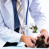 大けがをした愛猫を人間の病院に運び、検査・処置をした医師が糾弾される　イタリア