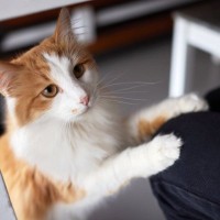 愛猫があなたの『膝に乗ってくる』ときはどんな気持ち？4つの心理　どいてほしいときはどうすれば？