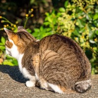 猫が『かぎしっぽ』になる理由2選　日本に多いのはなぜ？幸福を呼ぶって本当？