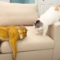 部屋に『ガチすぎるライオンの置物』を設置したら、猫が…まさかの『ツーショット』が6.2万再生「強いｗ」「大胆に攻めるな〜ｗ」爆笑の声