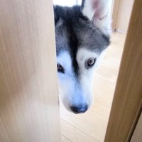 ハスキー犬に呼ばれてついて行った結果→子猫が……"まさかの姿"が55万再生「みっしりで笑った」「すごい体勢ｗ」と爆笑する人続出