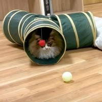 トンネルでくつろいでいた猫→ちょっと目を離したスキに…まさかの『進化している光景』に爆笑の声続々「変身してて笑った」「ヤドカリにｗ」