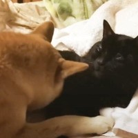 寝ようとしていた黒猫に、柴犬が…まさかの激しすぎる愛情表現で『全然寝れない光景』に爆笑「食べちゃいそうｗ」「愛が重いｗ」と31万再生