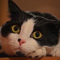 猫の鼻に『ほくろやシミ』があるのはおかしい？考えられる3つの原因　病気の可能性も