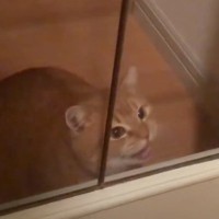 猫は『パパとママが同時に帰ってきたら』どっちに寄る？検証してみた結果…まさかの予想外すぎる光景が23万再生「感動した」「愛しすぎて涙」