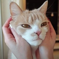 猫好き夫婦が『猫と暮らし始めた9割の人が感じる事』を発表したら…幸せすぎる結論に「いい言葉ですね」「本当にそう思います」共感の声多数