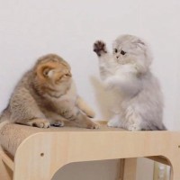 突然子猫が『兄妹喧嘩』を始めたかと思ったら…まさかの激しすぎるバトルと"微笑ましい結末"に悶絶「ニヤニヤしたｗ」「本当に可愛い」