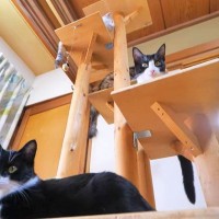 飼い主が『キャットタワー』を本気でDIYした結果…ハイクオリティすぎる『猫の木』完成に「豊作ですね〜」「位の高い順で乗ってる！？」の声
