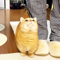 時間になると『ご飯の催促に来る猫』焦らしたら、待てなくて…想定外の『鳴き声』が6.9万再生「可愛すぎかよ」「決してニャンとは鳴かない」