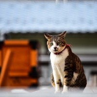 愛猫の幸せを願うなら…猫のためにお参りできる『お寺・神社』5選　猫の御朱印がもらえる場所も