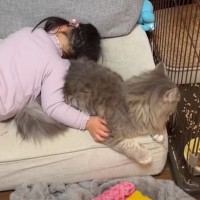 3歳児に抱きしめられたまま『寝落ちされてしまった子猫』…予想外の反応が可愛すぎると笑顔になる人続出「普通は逆よねｗ」「仲良しだｗ」