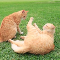 猫がけりけり―！と『猫キック』を繰り出すときの理由4選　結構怒っているサイン？