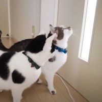 猫が『宝探しゲーム』に挑戦した結果…思わぬ展開に爆笑の声続出「コップの数が思ったより多くて笑った」「吹いた」と3万5000再生