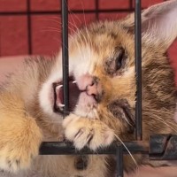 『ずっと大好きだよ』ボロボロの子猫と出会った結果…号泣必至の胸を打つ光景が165万再生「思いっきり泣いた」「愛情をありがとう」の声