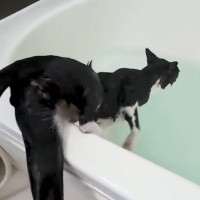 風呂大好きで自ら飛び込もうとする猫→飼い主が『洗ってから』と言うと…まさかすぎる光景が635万再生「マジで信じられないｗ」「変な声でた」