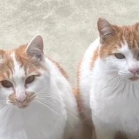 お家に迎えられる前から『ずっと一緒だった兄弟猫』…心温まる"2匹の軌跡"に感動の声続出「泣ける」「涙が出てきちゃった」と16万再生