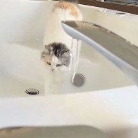 極寒の日に初めて『つらら』を見た猫→興味津々で近づいたけど…予想外の暖かい結末に「ホッコリした！」「私にも掛けてほしいなあ」の声