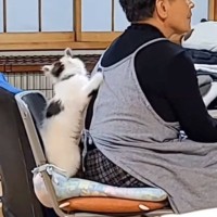 保護した子猫を家族に迎えた結果→猫嫌いのおばあちゃんが……『まさかの光景』が120万再生の大反響「素敵」「優しい気持ちになった」