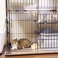 保護されてから7か月、『怖くてケージから出れない猫』→扉を開けたら先住猫が…微笑ましい光景が15万再生「怖いよね」「笑ってしまった」