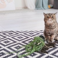 猫の飼い主さんが『できなくなること』6選　猫を迎える前に覚悟しておきたい変化とは