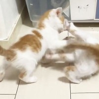 保護した子猫を『レスリング教育法』で育てた結果…驚きの"教育効果"に「知識が素晴らしい」「初めて迎えたときに見たかった」と絶賛の声続出