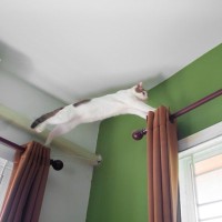 猫がドタドター！と『急に暴れだす』5つのワケ　何かにびっくりした？イライラしている？