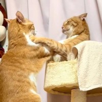 『喧嘩慣れしていない猫2匹』が争った結果…とんでもなく『弱弱しいパンチの打ち合い』に爆笑の声「目を閉じてｗｗ」「お互いビビってて笑った」