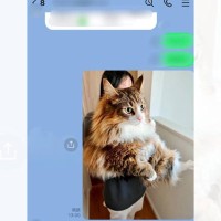 おばあちゃんに『猫が大きくなった』とLINEで報告したら…面白すぎる鋭いツッコミに"爆笑"426万表示「返答がｗ」「ナイスお婆ちゃん」