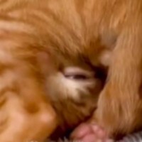 我が家の猫の寝相がひどすぎて……あまりにも衝撃的すぎる『まさかの眠り方』が42万再生「何匹も飼ってきたけど初めて見た寝相」「貴重」の声