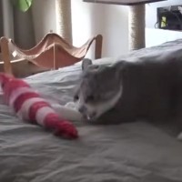 ベッドの上にいる猫にお気に入りのおもちゃを与えたら…『激しい戦いの光景』が291万再生「動きやば過ぎだろｗ」「ニャルガクルガｗ」