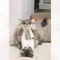 『何やってんの？ｗ』じゃれ合いたい猫vs拒否したい猫…必死の攻防が可愛すぎると294万再生「声だして笑った」「気分じゃないにゃｗ」