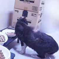 『背中には大きな傷口、威嚇ばかりのシャーシャー猫』を保護→7ヵ月後の別猫のような姿に『涙が出る』と12万再生「本当に感動」「幸せにね」