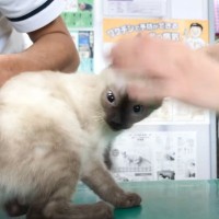 検診で動物病院にやって来た子猫→お尻に棒を入れられた次の瞬間…可愛すぎる『絶叫』が22万再生「たまらん」「よく頑張ったね」の声