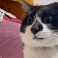 普段は温厚な猫が『ブちぎれた』結果…あまりにも可愛すぎる『まさかの怒り方』が115万再生「ものに当たる系で草」「表情が好き」と爆笑の声