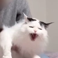 猫を歯磨きに誘った結果…あまりにも独特すぎた『まさかの怒り方』に爆笑する人続出「ワンワン！？ｗｗ」「おじさんｗ」と47万再生の反響