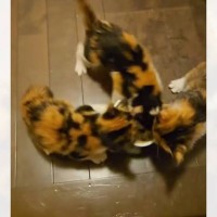 保護したばかりの4匹の子猫→『ごはん』を見た次の瞬間…あまりにも激しすぎる『争奪戦』に爆笑の声「何回見ても笑える」「可愛すぎてｗ」
