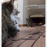 ママ猫が『おいで』と呼びかけるように鳴くと、赤ちゃん猫が…『順番に駆け寄る様子』がとんでもない尊さだと66万再生「可愛いぃ」「愛だね」