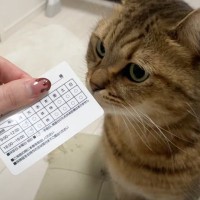 飼い主が『動物病院の診察券』を出したら、猫が……思わず笑ってしまう『まさかの瞬間』に反響続々「後ろ姿ｗｗ」「さすがだね」の声