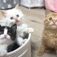 ひとりぼっちだった子猫が、素敵な『出会い』を経て…すっかり兄弟の一員になった姿が尊いと18万再生「個性があって可愛い」「幸せそう」