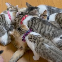 『ママが大好きで後をついて行く子猫たち』←幸せいっぱいな光景がたまらないと悶絶する人続出「襲われてるように見えるｗ」「可愛すぎ」
